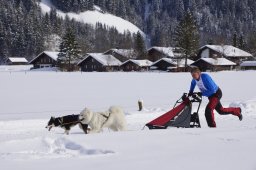Lenk 2013